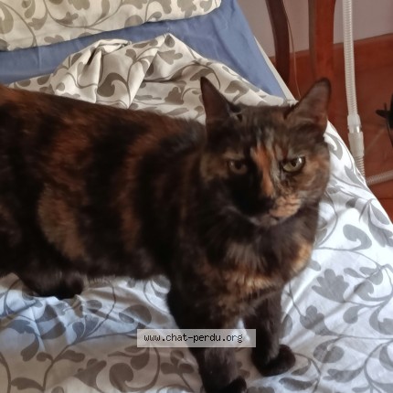 Photo de chat perdu à Saint Georges De Commiers