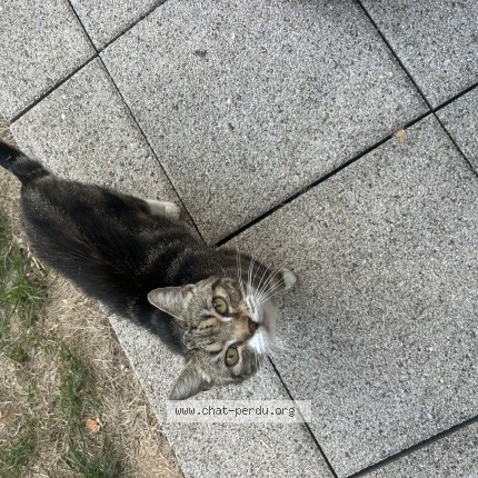 Photo 1/1 Chat trouvé Trouvé à Sartrouville