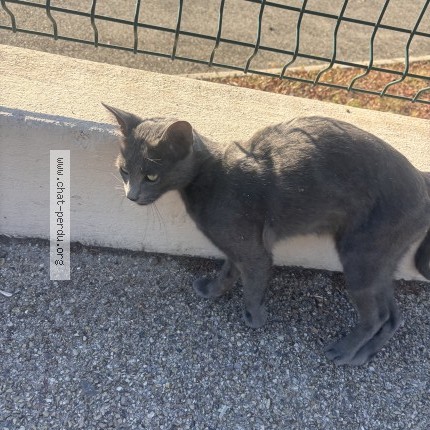 Photo de chat trouvé à Saint Paul Trois Chateaux