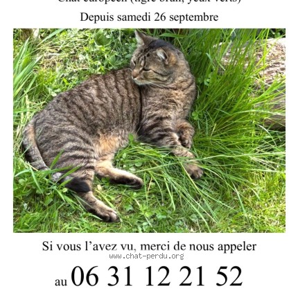 Photo de chat perdu à St Remy L Honore