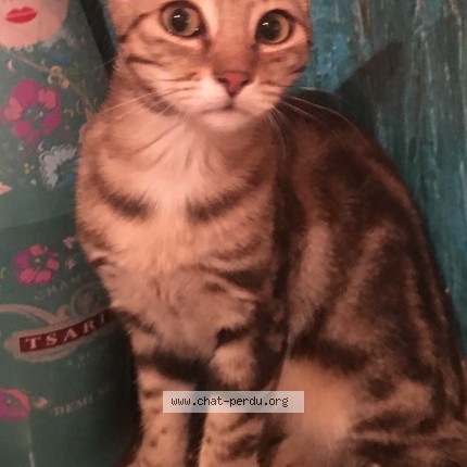 Photo de chat perdu à Grabels