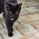Milo