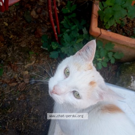 Photo de chat perdu à Vicq Sur Gartempe