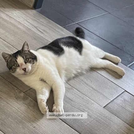 Photo de chat perdu à Jans