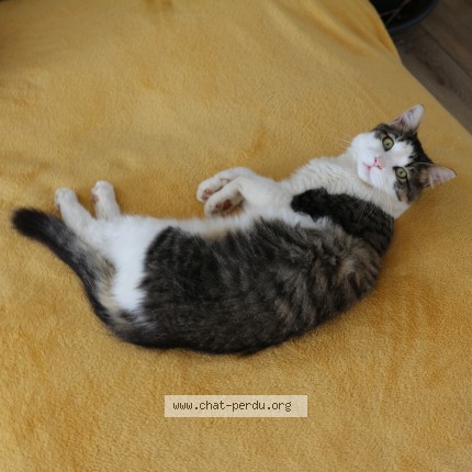 Photo 1/1 Bandit Chat perdu à Beganne