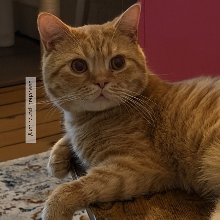 Photo 1/1 Archie Chat perdu à Bordeaux