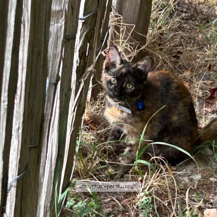 Photo de chat trouvé à Reze