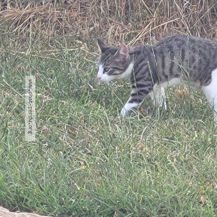 Photo 1/1 Chat retrouvé Perdu à Marcilly Le Chatel