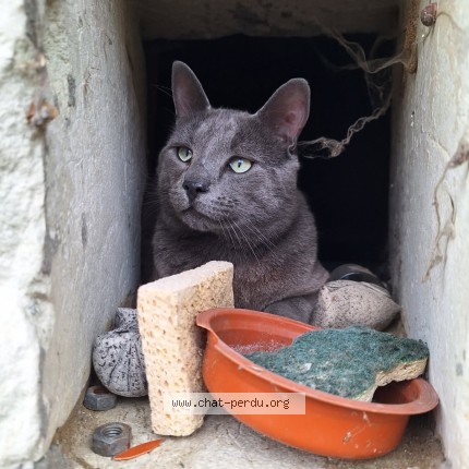 Photo de chat perdu à Lencloitre