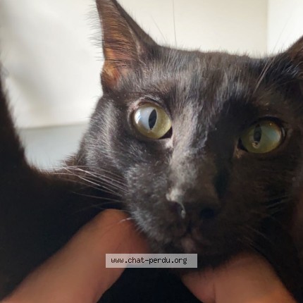 Photo 1/1 smoky Chat perdu à Uccle