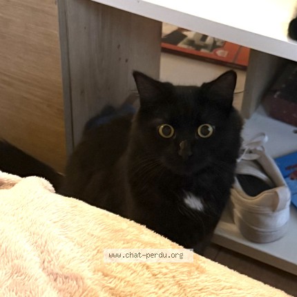 Photo de chat perdu à Tacoigneres