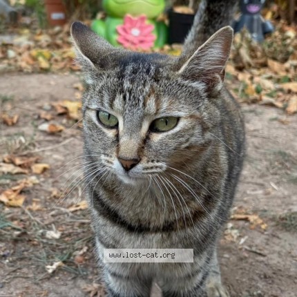 Photo de chat perdu à Mulhouse
