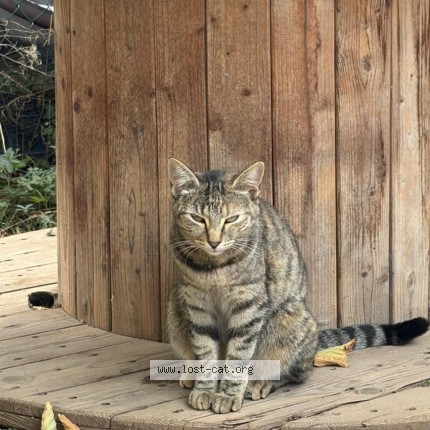 Photo 2/3 Minou Chat perdu à Mulhouse