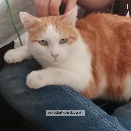 Photo de chat perdu à Battenheim