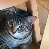 Tara