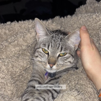 Photo de chat perdu à Lons