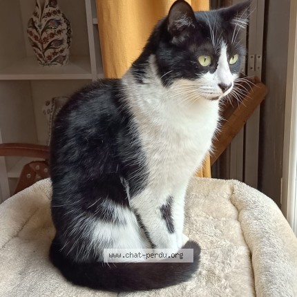 Photo de chat perdu à St Herblain