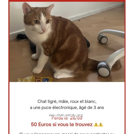 Photo de chat perdu à Champs Sur Marne