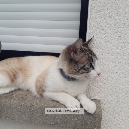 Photo 1/1 Noopy Chat perdu à Vaudringhem