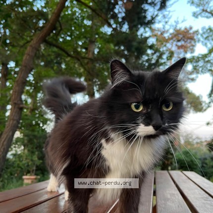 Photo de chat perdu à Haute Goulaine