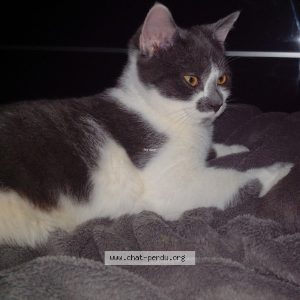 Photo de chat perdu à La Courneuve