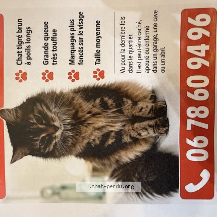 Photo de chat perdu à Malakoff