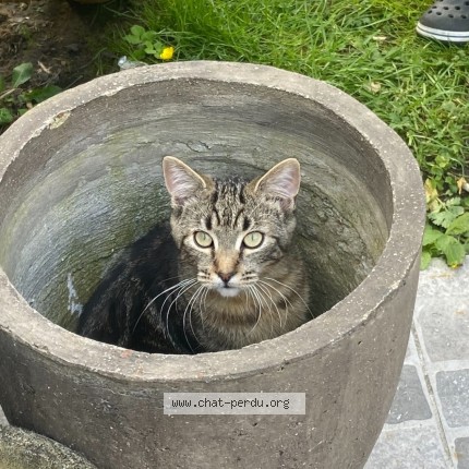 Photo 3/3 Symba Chat perdu à Tourcoing