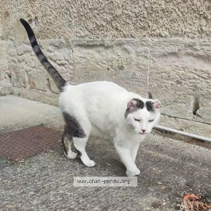 Photo de chat perdu à Perigueux
