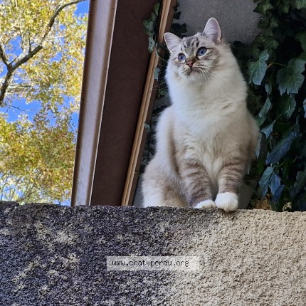 Photo 1/1 Vanilla Chat perdu à Mont De Marsan