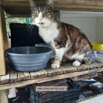 Photo de chat trouvé à Rosendael Dunkerque