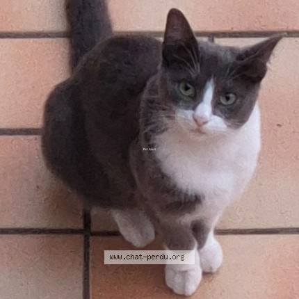 Photo 1/1 Mymy Chat perdu à Armentieres