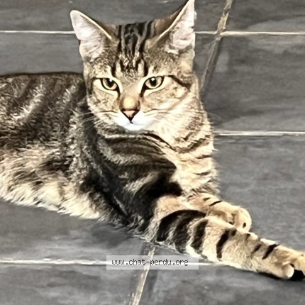 Photo de chat trouvé à Tourcoing