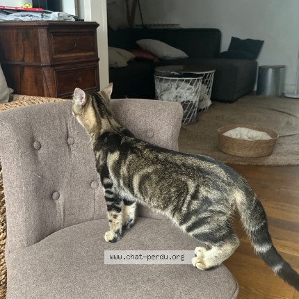 Photo 2/4 Chat trouvé Trouvé à Tourcoing