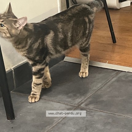 Photo 3/4 Chat trouvé Trouvé à Tourcoing