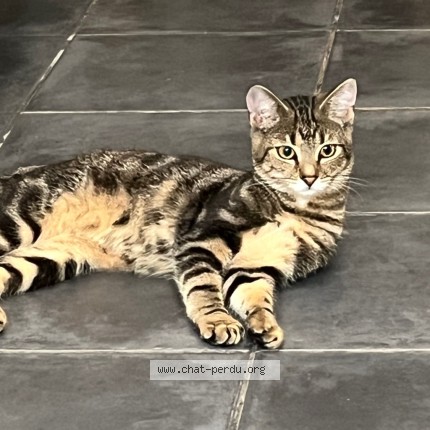 Photo 4/4 Chat trouvé Trouvé à Tourcoing