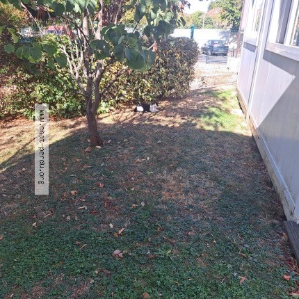 Photo de chat trouvé à Champigny Sur Marne