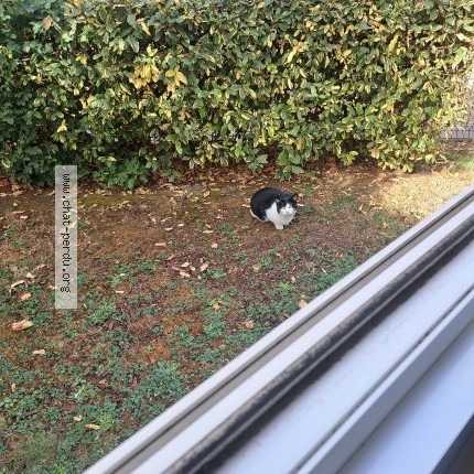 Photo 2/2 Chat trouvé Trouvé à Champigny Sur Marne