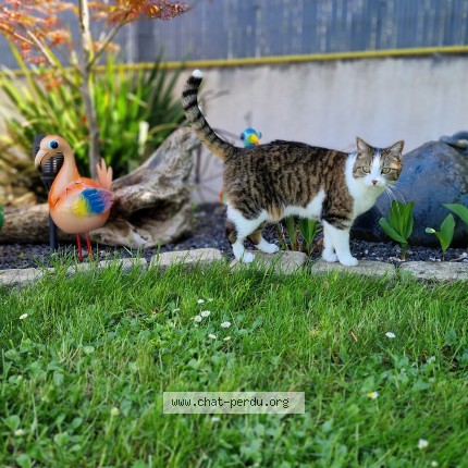 Photo de chat perdu à Montalieu Vercieu