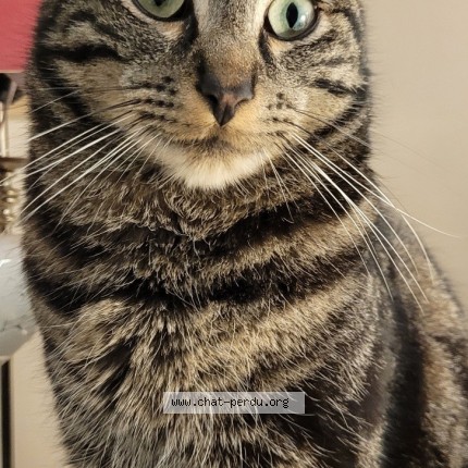 Photo 1/1 Coquine Chat perdu à Viry Chatillon