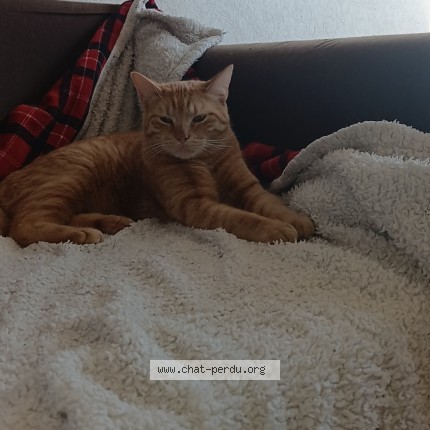 Photo de chat perdu à Le Mans