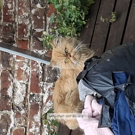Photo de chat trouvé à Roubaix