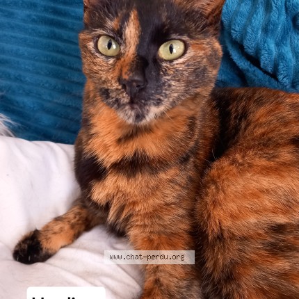 Photo 1/1 Ugoline Chat perdu à Aubagne