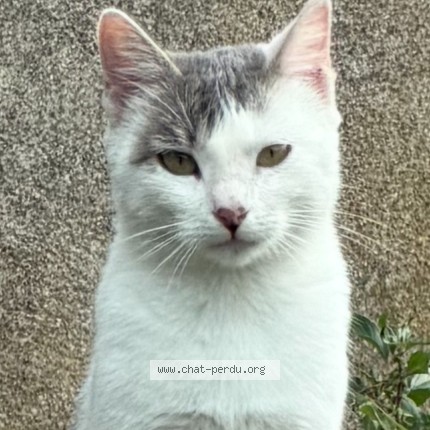 Photo de chat trouvé à Saint Pierre Des Corps