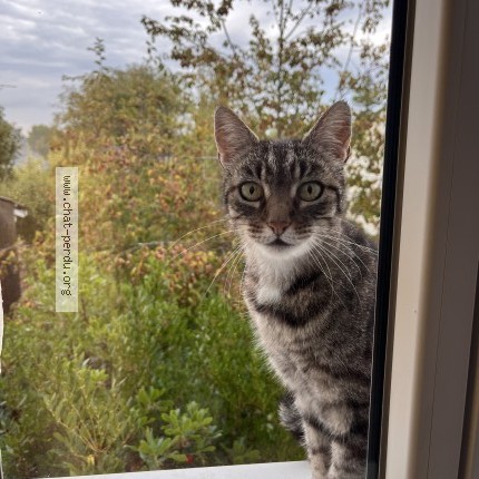 Photo 1/1 Chat trouvé Trouvé à Villeveque