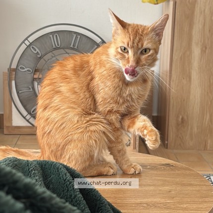 Photo de chat perdu à Nantes