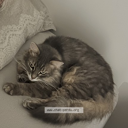 Photo de chat perdu à Saint Valery En Caux