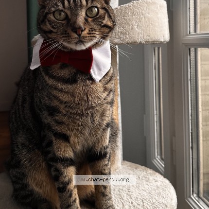 Photo de chat perdu à Villejuif
