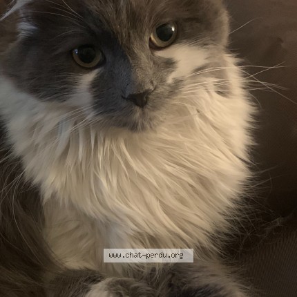 Photo de chat perdu à Vernon