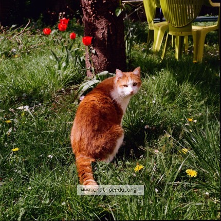 Photo de chat perdu à Fontenay Aux Roses