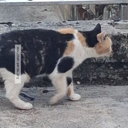 Photo 1/1 Chat trouvé Trouvé à Cuiseaux